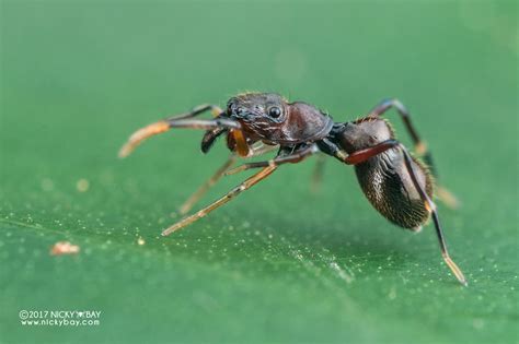 Ant Mimic Jumping Spider Myrmarachne Sp ESC Flickr