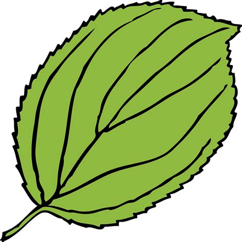 Download Apple Leaf Green Royalty Free Vector Graphic Pixabay