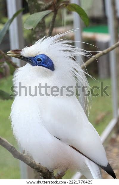 Beautiful White Bird Named Bali Starling Stock Photo 2221770425