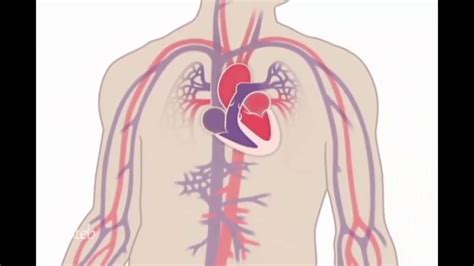 كيف يعمل القلب والدورة الدموية