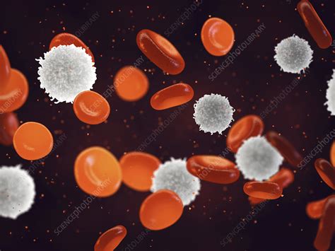 White And Red Blood Cells Illustration Stock Image F0252751