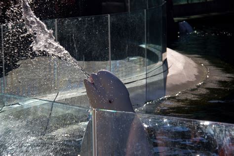 Beluga Whale At Vancouver Aquarium ©rini Rizal Vancouver Aquarium