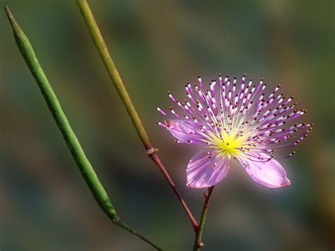 Filewild Flower