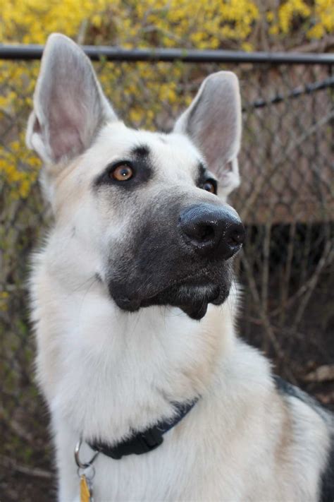 We do also occasionally have blues, livers, lilacs and seal colored puppies. Black And Silver German Shepherd Puppies | PETSIDI