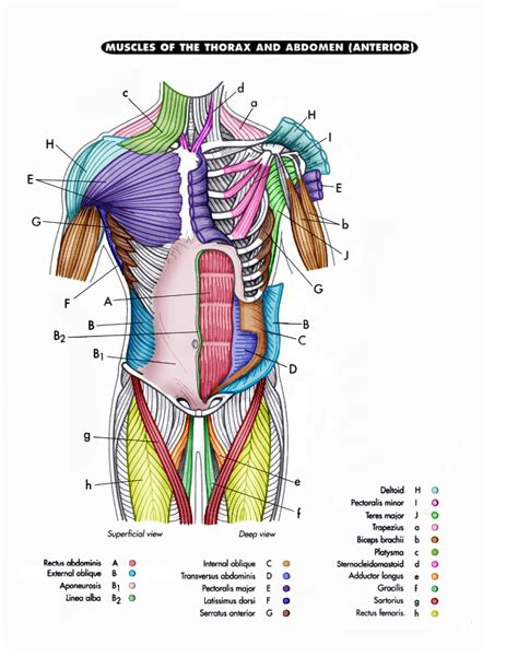 Muscles Anterior Full Body Diagram Muscle Diagram Female Body Names