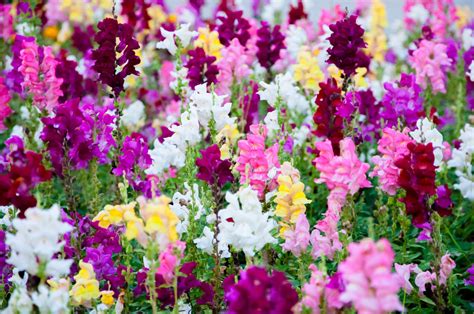 Top 18 Rabbit Resistant Flowering Plants