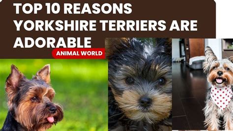 🌟 Top 10 Reasons Why Yorkshire Terriers Are The Epitome Of Adorableness