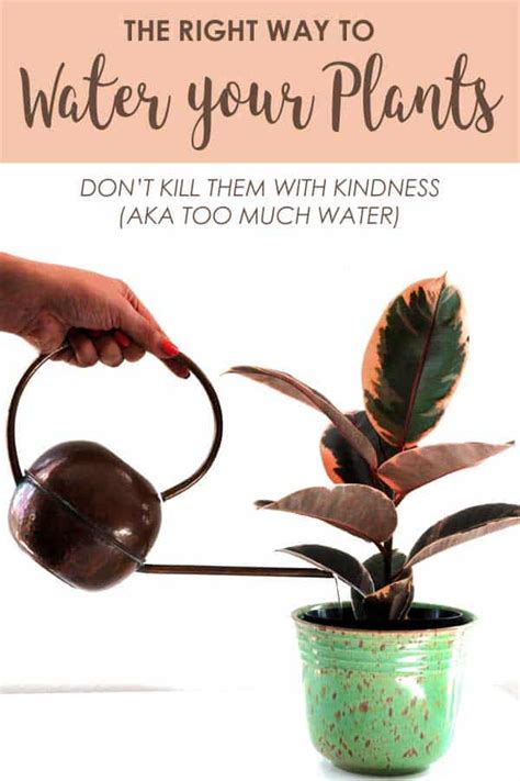 Pin This For Your Plants Do You Know How To Water Your Houseplants