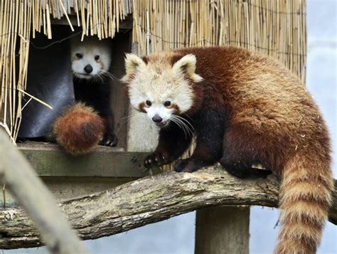 Red Panda Found Safe After Escape From California Zoo Los Angeles Times