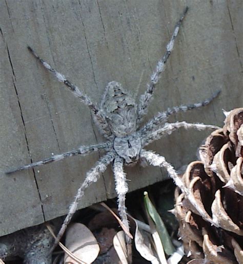 Big Fast Aggressive Spider Dolomedes Albineus Bugguidenet