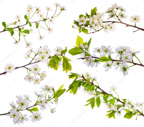 Cherry Tree Flowers Collection On White — Stock Photo © Drpas 6784932