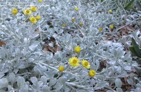 Plantfiles Pictures Helichrysum Licorice Plant Moes Silver