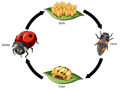 Coccinelles Agripedia