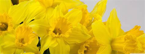Beautiful Yellow Daffodils Flowers Spring Ultra Hd Desktop