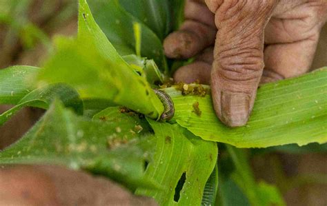 Drone As New Tech To Battle The Crop Devouring Fall Armyworm