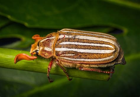 54 Most Colorful Beetles In The World Color Meanings