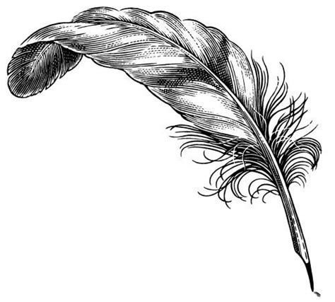 Feather Quill Pen Feather Art Feather Sketch Feather Drawing