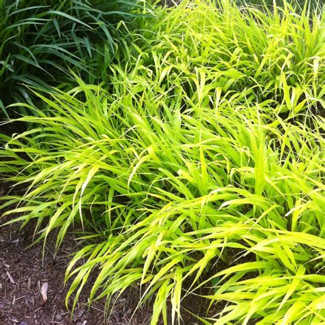 Though this grass does spread by rhizomes. Hakonechloa macra 'All Gold' from Neil Vanderkruk Holdings ...