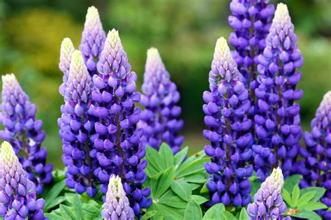Lupine plants are loved for their irresistible beauty. 10 Perennial Flowers to Start from Seed