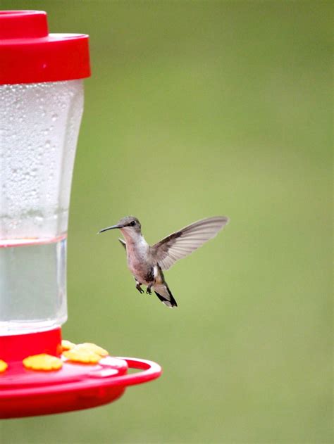 For such, choosing the best food and the best hummingbird feeder among the many varieties should be done very carefully. How To Make Homemade Hummingbird Food