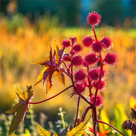 Rizinusbaum samen kaufen die qualitativsten rizinusbaum samen im überblick! Rizinus (Wunderbaum) Foto & Bild | rot, natur, herbst ...