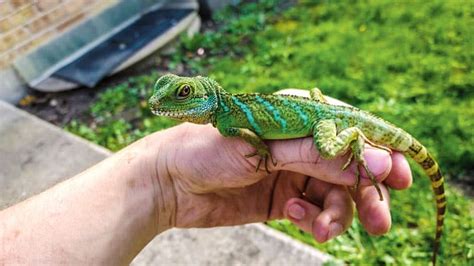 Chinese Water Dragon Care And Information Reptiles Magazine