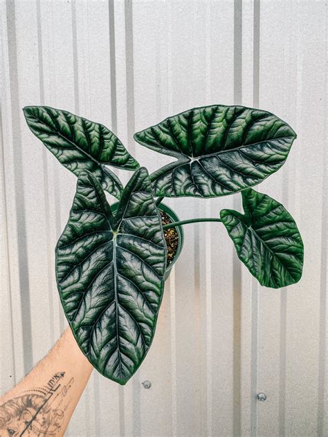 6 Alocasia Sinuata Quilted Dreams Bwh Plant Co