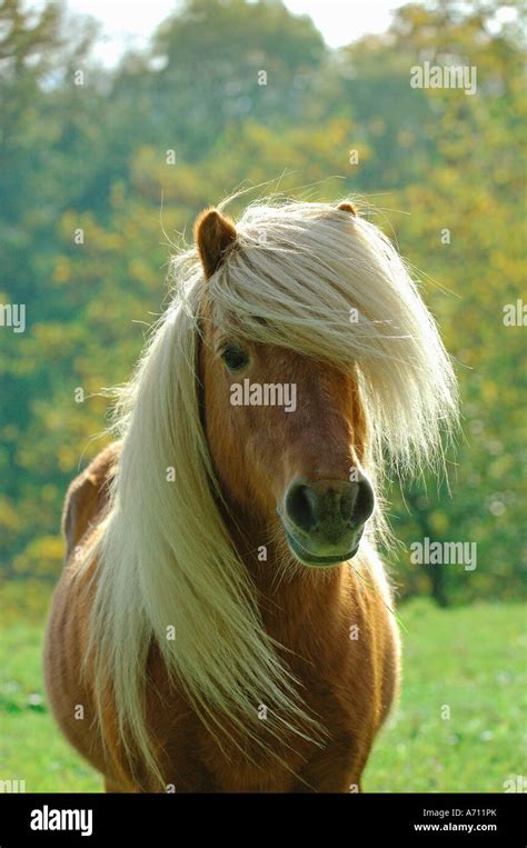 Shetland Pony Portrait Of Chestnut Adult Stock Photo Alamy