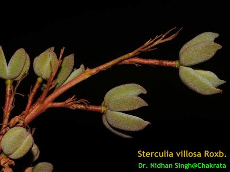 Medicinal Plants Sterculia Villosa Elephant Rope Tree Udal