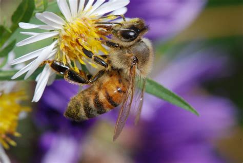 Honey Bees Manifold