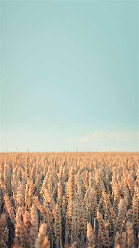 Wheat Field Ipad Wallpaper Nature Wallpaper Android Wallpaper Cool