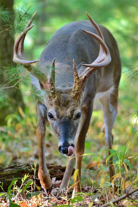 Whitetail Buck Searching For Food Smithsonian Photo Contest Smithsonian Magazine