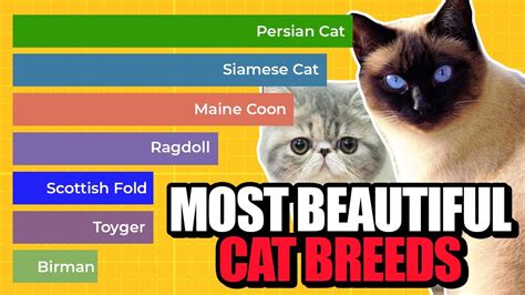 Top 10 Most Beautiful Cat Breeds In The World Youtube