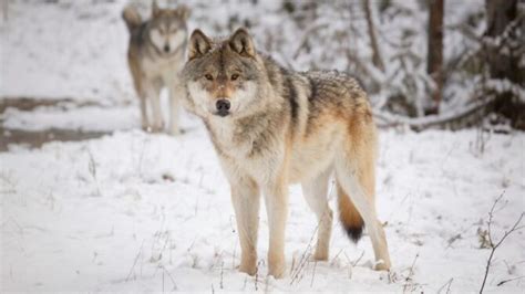 Wolves Facts Characteristics Behavior Diet More
