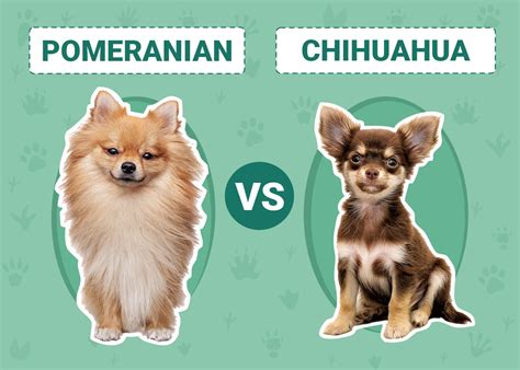 Pomeranian Vs Chihuahua Notable Differences And Similarities Pet Keen