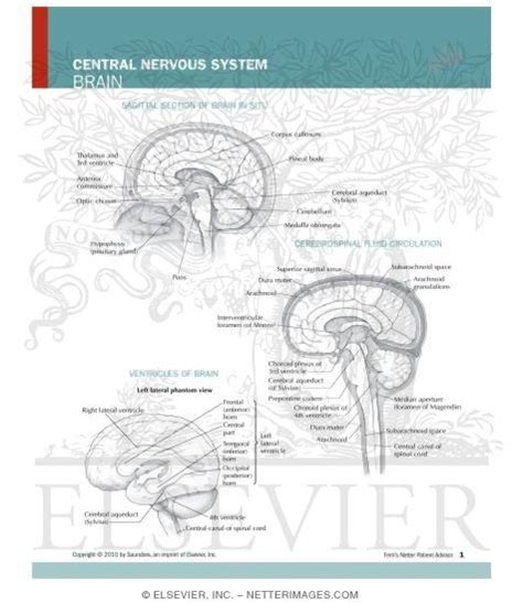Central Nervous System Brain Worksheet