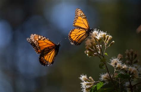 Recomendaciones Para Visitar Los Santuarios De La Mariposa Monarca My