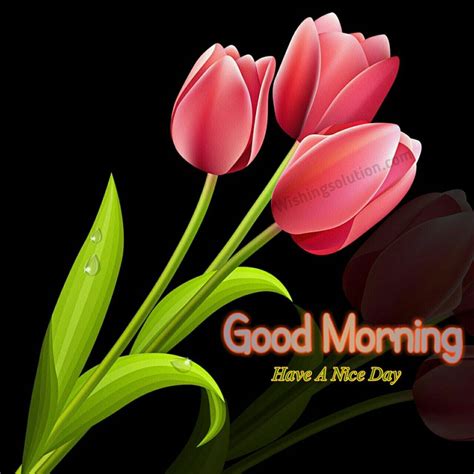 Good Morning Photo Messages Wishes 2019 Wishing Solution Tulips