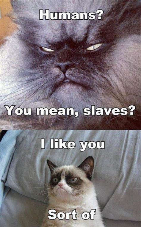 [image 446698] Grumpy Cat Know Your Meme