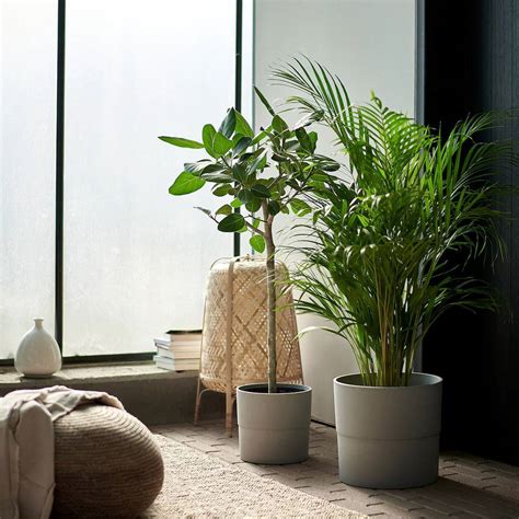 Plantas Naturales De Ikea Imprescindibles Para Decorar Tu Casa