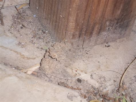 Termite Tubes