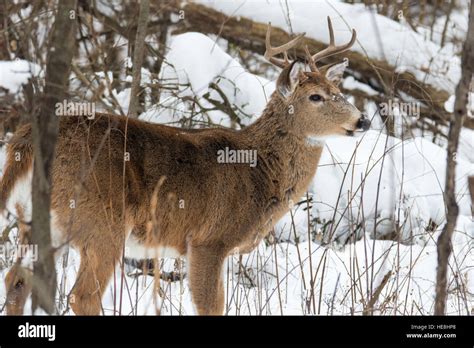 White Tailed Deer Buck Stock Photo Alamy
