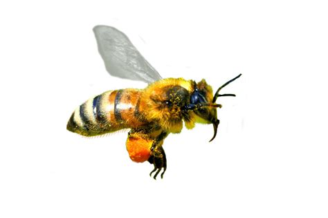Flying Honey Bee Png Transparent Image Png Mart