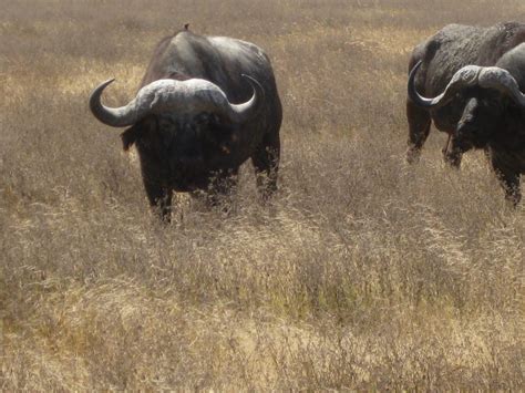 Ngorongoro crater might be a less known place for most of the new african travelers. Cape Buffalo at Ngorongoro Crater | Buffalo, Animals, Cow