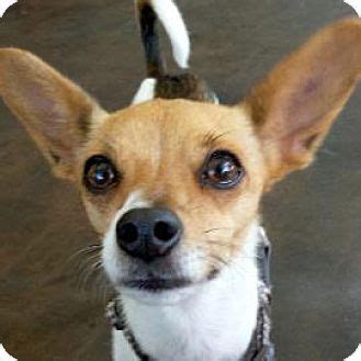 Some of our animals may be in a foster home. Austin, TX - Chihuahua. Meet Wesley, a dog for adoption ...