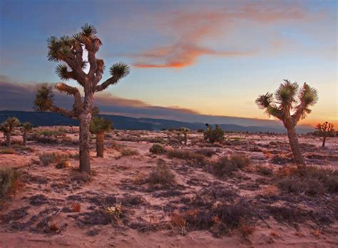 The 3 Deserts Of California Facts Locations Things To Do And More