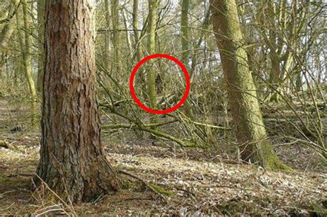 Photo Proof Expert Spots Legendary Bigfoot After Finding Giant