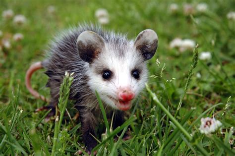 Opossum Fun Facts The Torch