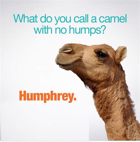 50 Trendy Hump Day Memes That Make You Laugh Quotesbae