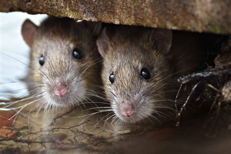 Norway Rat Pictures Az Animals